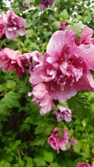 Pink Rain Flower