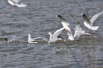 鶴見緑地のカモメ