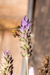 Abelho colhendo néctar na flor da lavanda. Mata Atlântica Brasileira.  