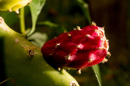 Flor de mandacaru de cor vermelha. 