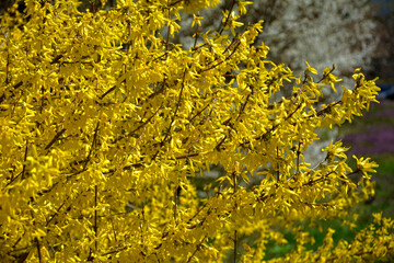 Forsycja (Forsythia), żółte kwiaty, kwitnacy krzew wiosenny, deciduous shrubs, Oleaceae,...