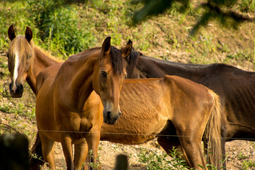 Fototapeta premium Cavalo no estabulo. 