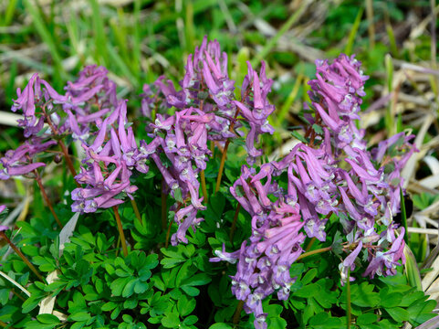 fioletowa kokorycz pełna (Corydalis solida), Solid-tubered Corydalis, Flowering fumewort	
