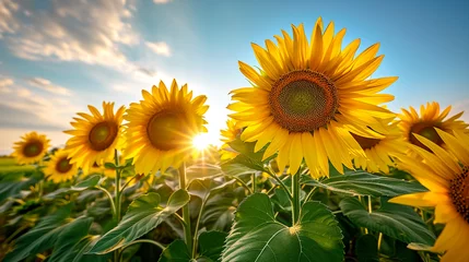Rolgordijnen sunflower in a field of sunflowers under a blue sky © Mujahid