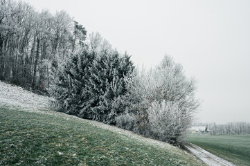 Trees in the frost, the nature of Germany
