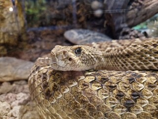 Kopf einer Klapperschlange