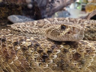 Kopf einer Klapperschlange