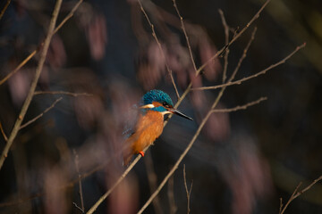 Eisvogel/Kingfischer in der Mittagssonne