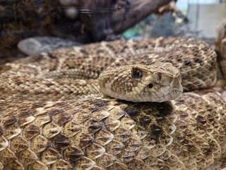 Kopf einer Klapperschlange