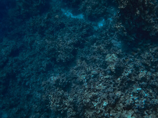 Fototapeta na wymiar Big Island Hawaii Snorkeling Swimming