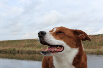 Happy senior dog by the lake