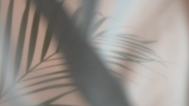 Palm Leaves Motion by Natural Wind Isolated on Beige Background. Super Slow Motion Filmed on High Speed Cinema Camera at 1000 fps.
