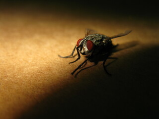 fly