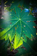 papaya tree leaf tropical fruit 