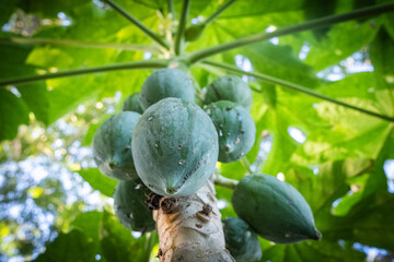 Papaya green tropical fruit on tree 