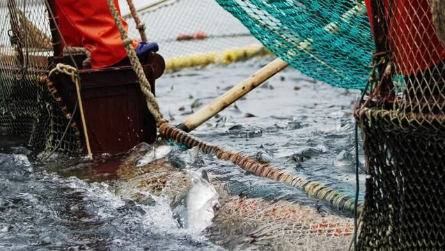Fishing in close-up slow motion nets capturing red fish Fishing gateway to marine delicacies. Fishing sourcing red fish for gourmet dishes Essential for bringing ocean's bounty to table.