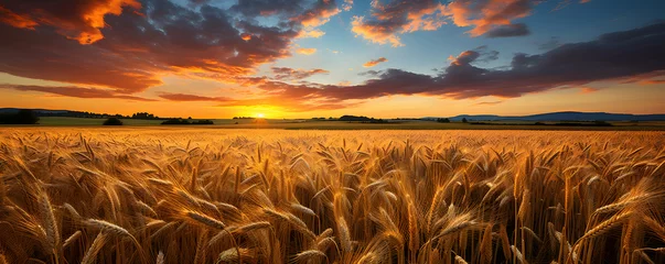 Schilderijen op glas Beautiful summer sunrise over wheat fields © Kodjovi