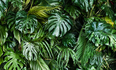 Tropische Grünblätter-Oase: Eine erfrischende Naturlandschaft für deine Sinne