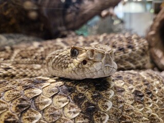 Kopf einer Klapperschlange