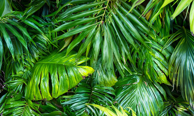 Tropische Grünblätter-Oase: Eine erfrischende Naturlandschaft für deine Sinne