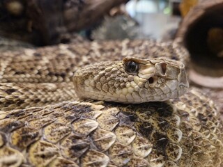 Kopf einer Klapperschlange