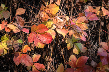 red, yellow, orange color. Colorful ivy leaves.
Perfect autumn background.