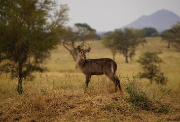african wildlife, waterbuck antelope in savannah