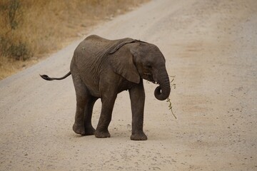 african wildlife, baby elephant