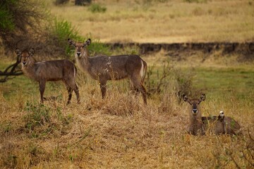 Naklejka na ściany i meble african wildlife, waterbuck antelope in savannah