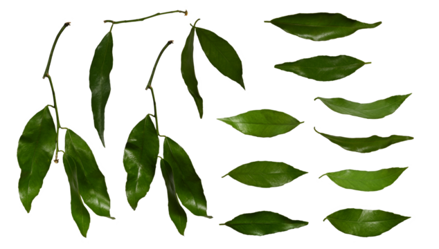 Tangerine leaves isolated on white background. Set of green citrus leaves. Different angles to create levitation effect, collage.