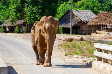 a large asian elephant walks alone along a street in a village