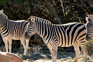 Profile shot of African Zebra in Texas Wildlife Safari Park