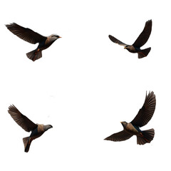 Obraz premium Realistic image of four birds flying on white or transparent background Generative AI