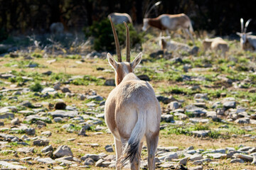From behind shot close-up of Common eland -Taurotragus oryx walking away