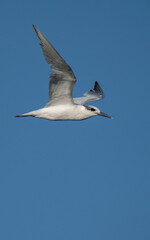 sandwich tern in flight over the mediterranean sea	
