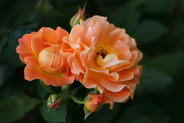 Flower of orange Rose in the summer garden. Garden rose on a bush in a summer flowerbed. Fresh orange rose on natural background. Blossoming roses on green foliage. Mothers day.  Valentine's Day 