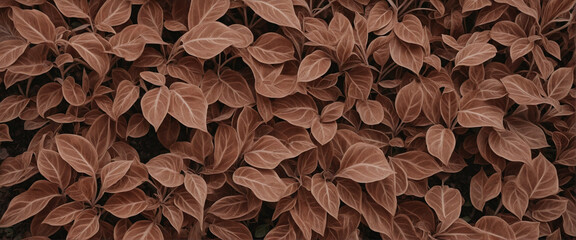 Top view of brown leaves of ornamental plants in the garden. Young brown leaves horizontal background. Many leaves reduce dust and carbon dioxide in air. Natural backdrop. Carbon credit concept. - obrazy, fototapety, plakaty