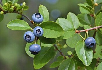 Close-Up of Unripe Blueberries Growing on Bush
