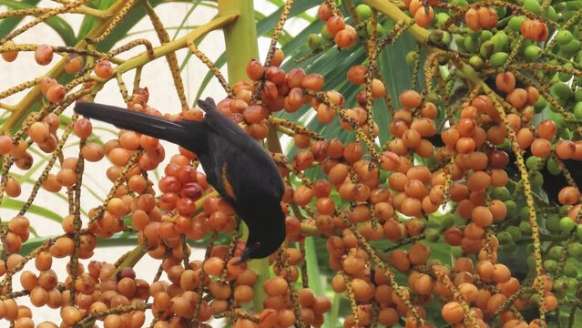 Striking orange and black plumage. Variable oriole (Icterus pyrrhopterus)