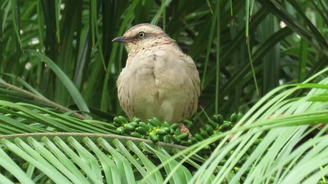 Bird on palm tree. Chalk-browed mockingbird (Mimus saturninus)