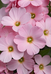 Close-up of beautiful pink garden phlox flowers blooming, Phlox paniculata in full bloom