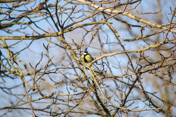 bird on a tree