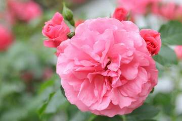 Beautiful background with flowers Roses. Delicate roses in a full bloom in the garden. Pink Rose. Pink garden Rose on a bush in a summer garden. Flower bush . Postcard. Valentine's Day