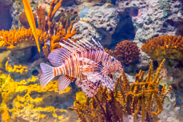  A Red lionfish swimming in an aquarium..