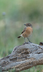 female stonechat on the trunk