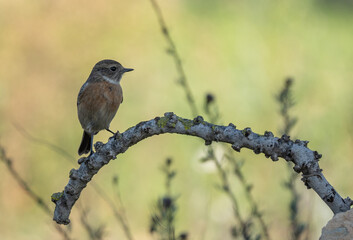 female stonechat on the branch	