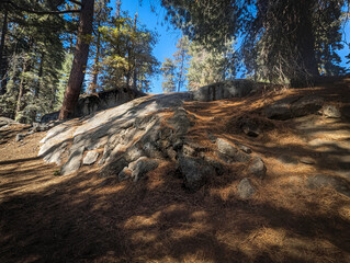 Sequoia National Park California Trees