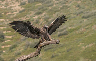 the majestic golden eagle on the trunk	
