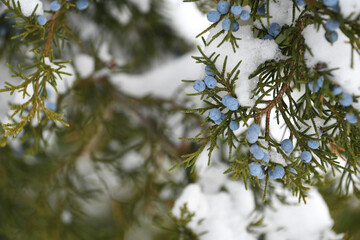 Evergreen juniper tree with blue berries in the snow, winter background