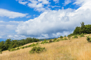 Scenic summer nature landscape with lush greenery and blue skies with clouds.